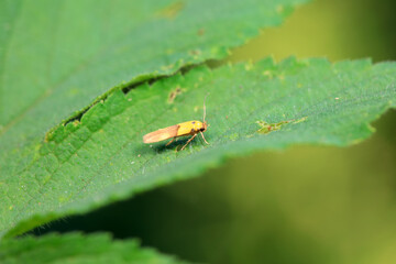 Lepidoptera insects in the wild, North China