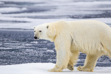 Fototapeta na wymiar A curious male polar bear walks along the ice edge in the Arctic seas 