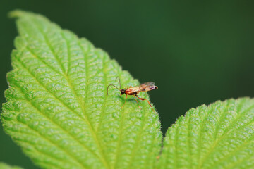 Bee insects in the wild, North China