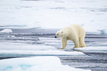 Plakat A curious male polar bear walks along the ice edge in the Arctic seas 