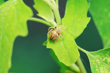 Spiders in the wild, North China