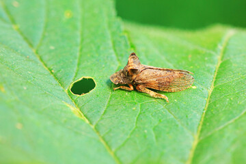 Leaf cicada on wild plants, North China