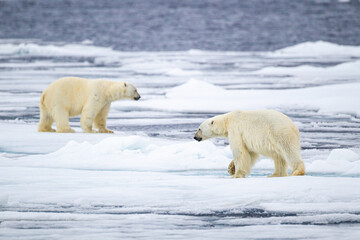 Fototapeta na wymiar A curious male polar bear walks along the ice edge in the Arctic seas 