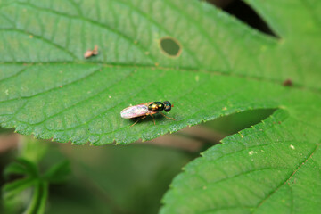 Gadfly on wild plants, North China