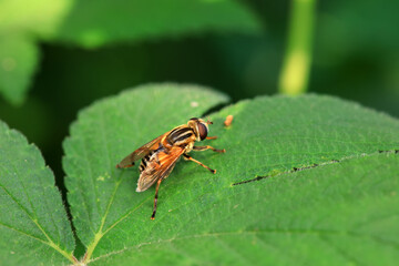 Aphid eating flies in the wild, North China