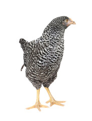Beautiful chicken on white background. Domestic animal