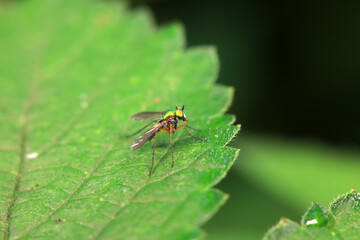 Gadfly on wild plants, North China