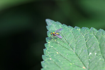 Gadfly on wild plants, North China