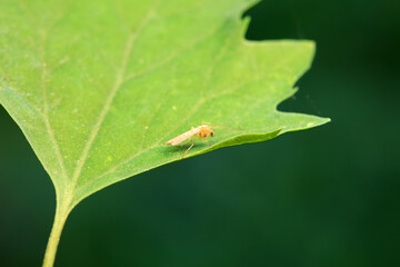 mosquito insect in the wild, North China