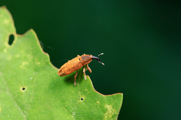 Weevil on wild plants, North China