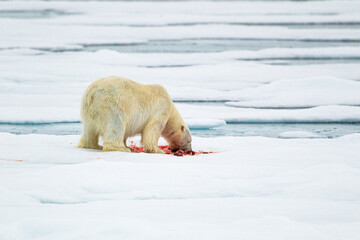A curious male polar bear walks along the ice edge in the Arctic seas	