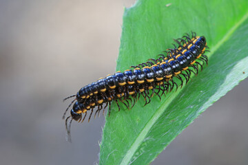 class diplopoda animal in the wild, North China