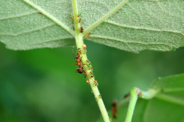 Ants in the wild, North China