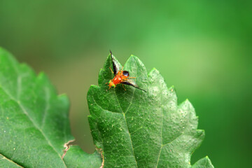 Flies on wild plants, North China