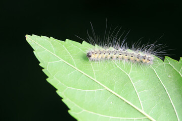 Lepidoptera larvae in the wild, North China