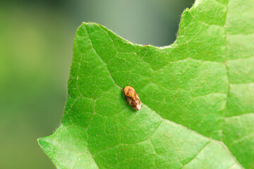 Leaf cicada on wild plants, North China