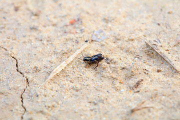 pygmy sand cricket in the wild, North China