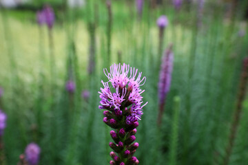 Perennial herb Hydrangea, in a park