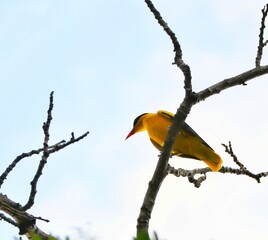 yellow blacknaped oriole bird