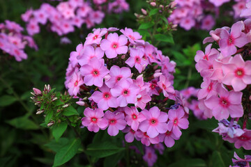 Beautiful fluke flowers in the park, Beijing