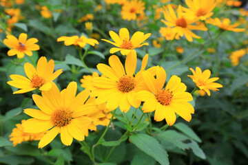 Beautiful bunch of pine vanilla flowers, Beijing