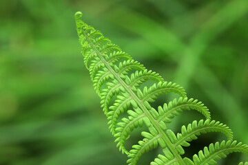 Beautiful pod fern leaves in the park, Beijing