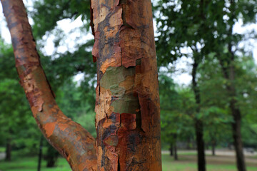 Apocynaceae plants in the park, Beijing