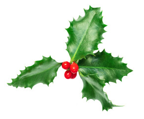 Xmas Holly berry leaves   isolated on white background. Christmas symbol.  Holly decoration with...