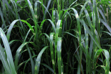 Close up of gramineous plants in Beijing Botanical Garden