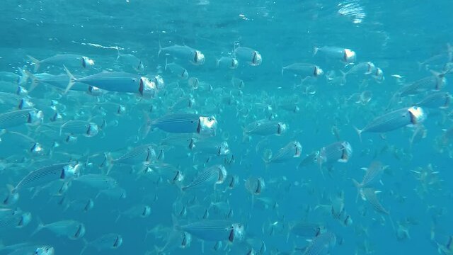 Indian Mackerel School of Fish in Red Sea Lagoon Feeding Process. Marine Life in the Shallow. Scomber Fish Swims with Open Mouth Feeding on Plankton