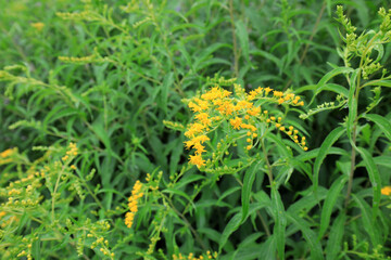 Vigorous growing plants in Beijing Botanical Garden