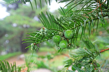 Vigorous growing plants in Beijing Botanical Garden