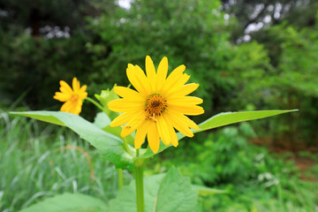 Vigorous growing plants in Beijing Botanical Garden
