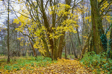 Herbstlandschaft rund um den Buckowsee in der Märkischen Schweiz in Brandenburg 
