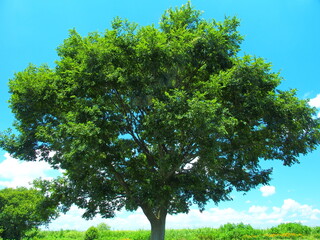 Obraz premium 夏の河川敷の榎の大木