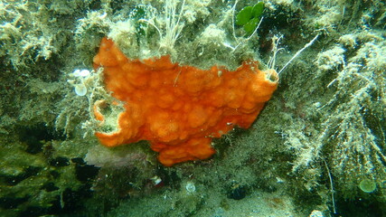 Bryozoa or moss animal Schizomavella (Schizomavella) linearis undersea, Aegean Sea, Greece,...