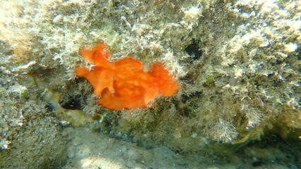 Bryozoa or moss animal Schizomavella (Schizomavella) linearis undersea, Aegean Sea, Greece,...
