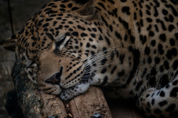 眠る豹