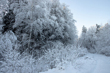snow and ice covered forest road in Christmas time, Latvian landscape in winter time, beautiful December evening light
