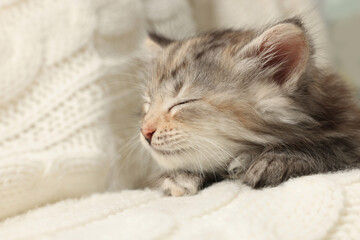 Fototapeta na wymiar Cute kitten sleeping on white knitted blanket