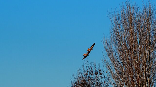 dos águilas color marrón y blanco volando en paralelo vajo el cielo azul de otoño, lérida, españa, europa