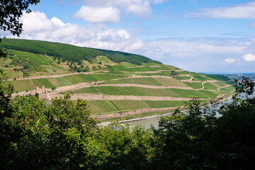 Fototapeta na wymiar Vineyards of the Rheingau wine region on the Rhine hills near the town of Rudesheim and Ehrenfels Castle ruins, Germany. 