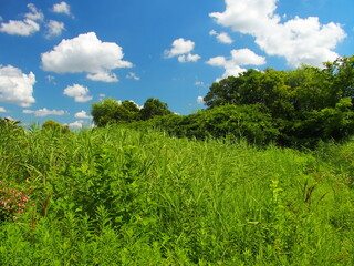 真夏の朝の葦原のある公園風景