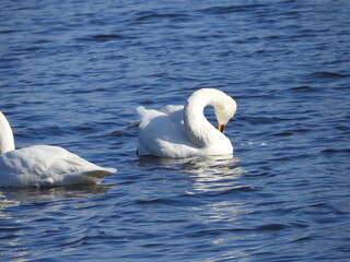 Obraz premium 白鳥