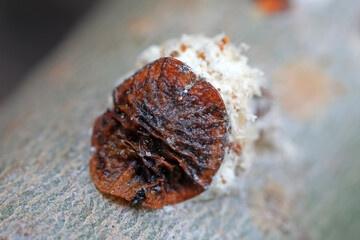 Scale insects on branches, North China