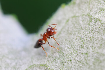 Ants in the wild, North China