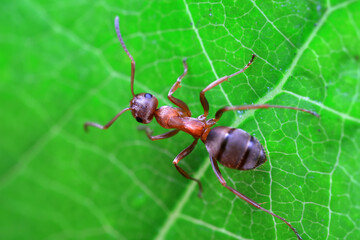 Ants in the wild, North China