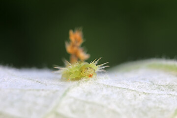 Hispidae family insect crawl on plants, North China