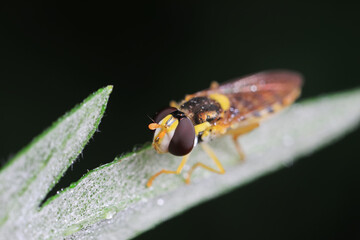 Aphid eating flies in the wild, North China