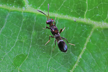 Bee insects in the wild, North China